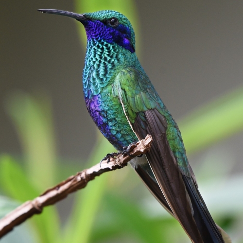 hummingbird-1823829_1280